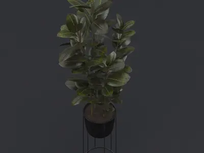 Burgundy Rubber Plant I 3D model