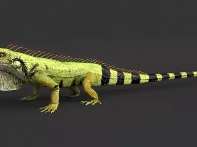 Iguana Low-poly 3D model