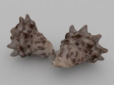 Seashell two sea shells 3D model