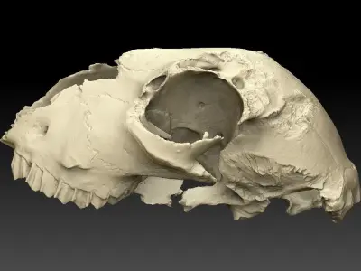 Lamb Skull Scan 3D model