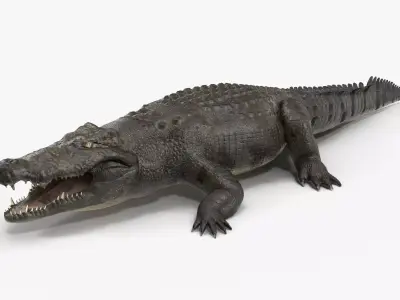 Large Nile Crocodile Low-poly 3D model