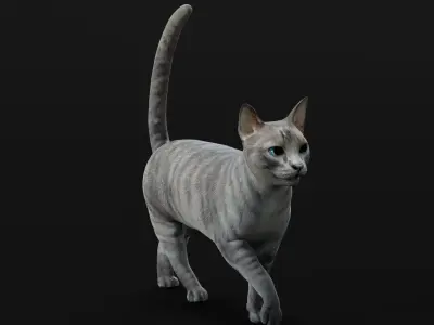 Grey Tabby Domestic Cat Low-poly 3D model