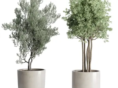 indoor plant 190 pot  cactus olive palm concrete dirt vase 3D model