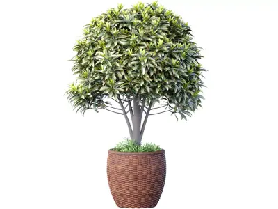 Decorative contemporary garden tree shrub in rattan vase 3D model