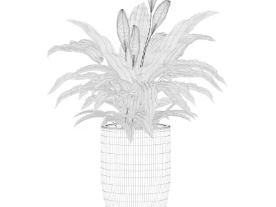 Peace Lily 03 3D model