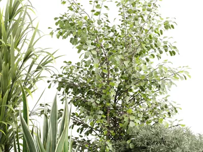 Tree bush palm plant in a Wooden pot - Indoor Plant 662  3D model