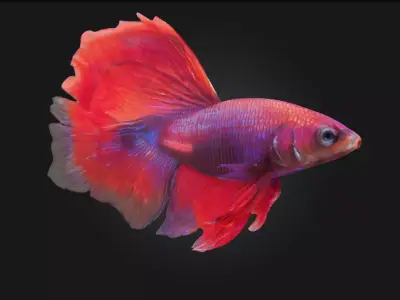 Betta Elegance Detailed Betta Fish Model for Aquarium 3D model