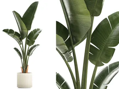 Beautiful Strelitzia and Ravenala plant in a flower pot 1325 3D model