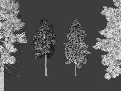 Tall Conifer Trees Low-poly 3D model