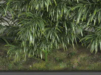 Palm in Plant Box 3D model