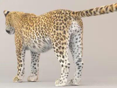 Leopard Fur model 3D model