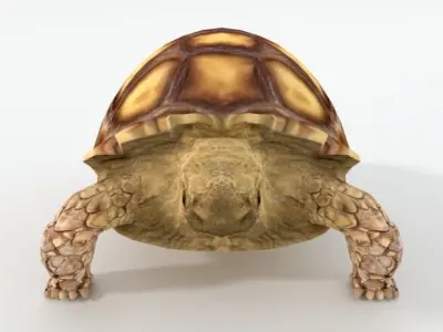 Sulcata Turtle Low-poly 3D model