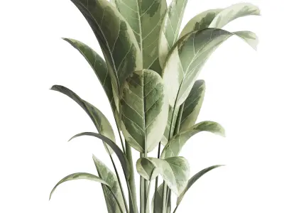 ficus elastica pot Indoor outdoor plant 296 concrete dirt vase Low-poly 3D model