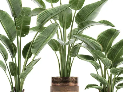 Houseplants in a pot for the interior 722 3D model