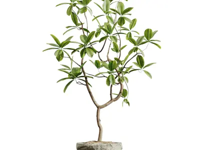 AV HousePlants Japandi Minimalism Ficus Dracaena Marginata08 3D model