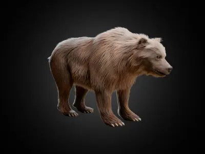 Brown Bear Animated and Rigged 3D model