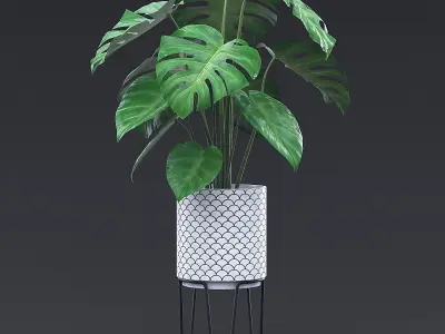 Cheese Plant I 3D model