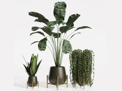 INDOOR PLANT SET01 3D model