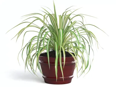 Spider Plant III 3D model