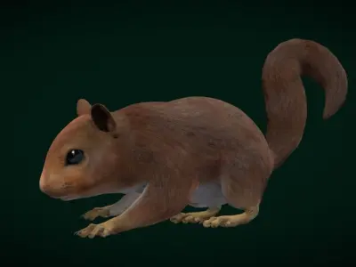 Eurasian Red Squirrel 3D model