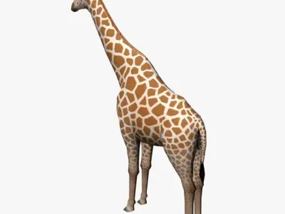 Giraffe Low-poly 3D model 13