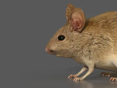 Mouse Rat 3D model