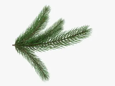 Fir tree branch 02 3D model