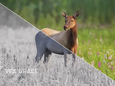 Female Canadian Deer Animation VFX Grace 3D model