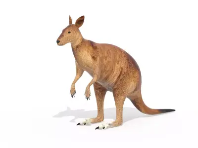 Kangaroo Low Poly Australian Animal 3D model