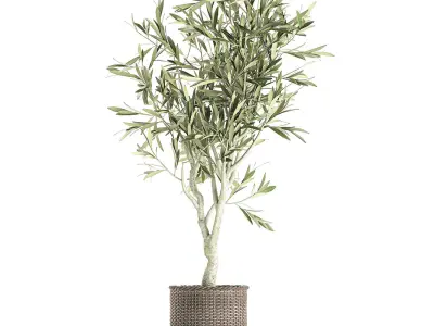 Olive tree for the interior in basket 643 3D model