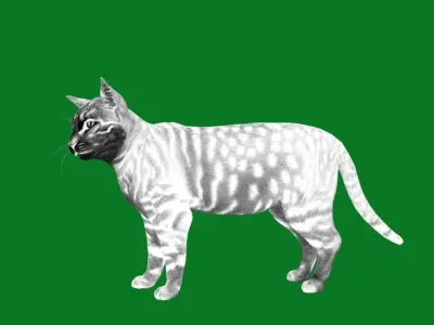 Silver Tabby Cat Low-poly 3D model