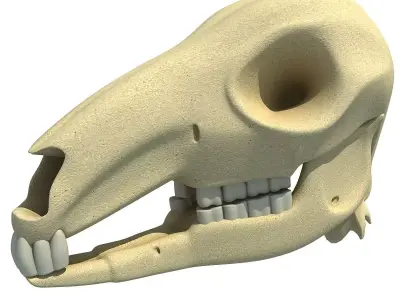 Detailed Kangaroo Skull 3D model