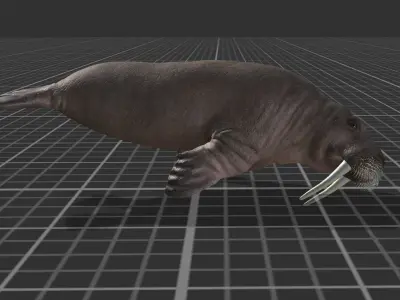 Arctic Animal pack Low-poly 3D model