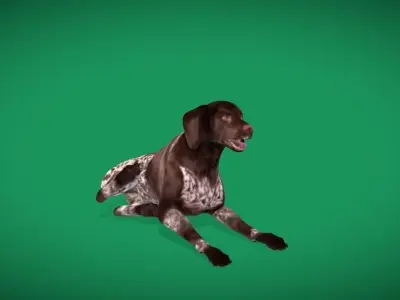 German Shorthaired Pointers Dog 3D model