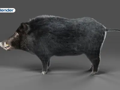 Fur Black Wild Boar NO Rigged in Blender Low-poly 3D model