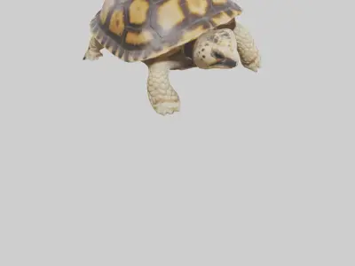 Indian Star Tortoise resting model Low-poly 3D model