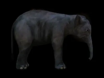 Baby Elephant Low-poly 3D model