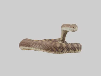 Eastern Diamondback Rattlesnake coiled model 3D model