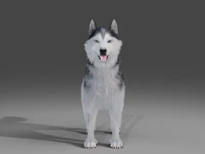 Fur Husky Rigged in Blender Low-poly 3D model