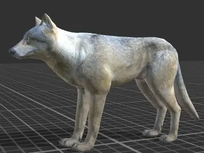 WOLF FAMILY short Low-poly 3D model