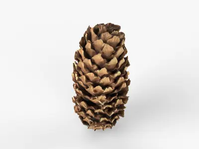Photorealistic 3D scan of pine conifer cone Low-poly 3D model