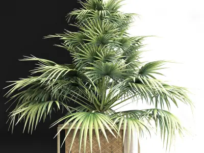 Plants Collection 167 Arabian Sabal Minor 3D model