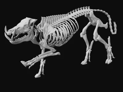 Boar Skeleton Low-poly 3D model