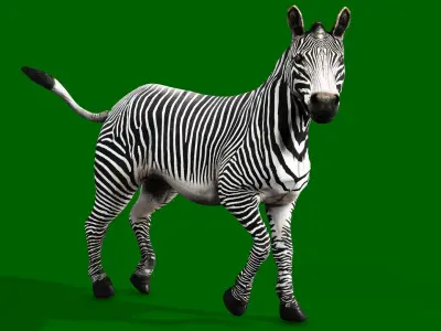ZEBRA RIGGED ANIMATED 13 Low-poly 3D model