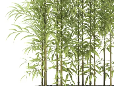 bamboo plant 3D model