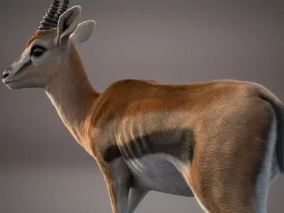 Gazelle Xgen 3D model
