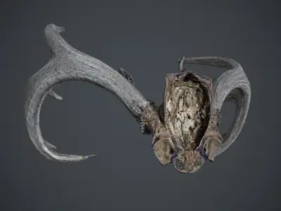 Deer Hornes Low-poly 3D model