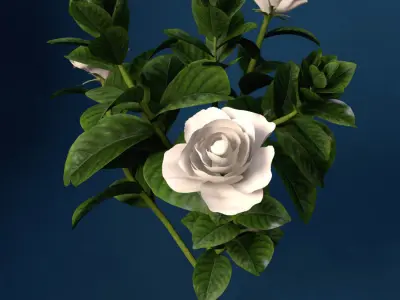XfrogPlants Gardenia 3D model