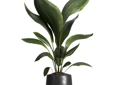 Indoor plant 016 3D model