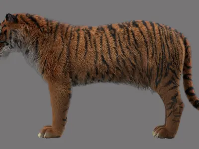 tiger 3D model